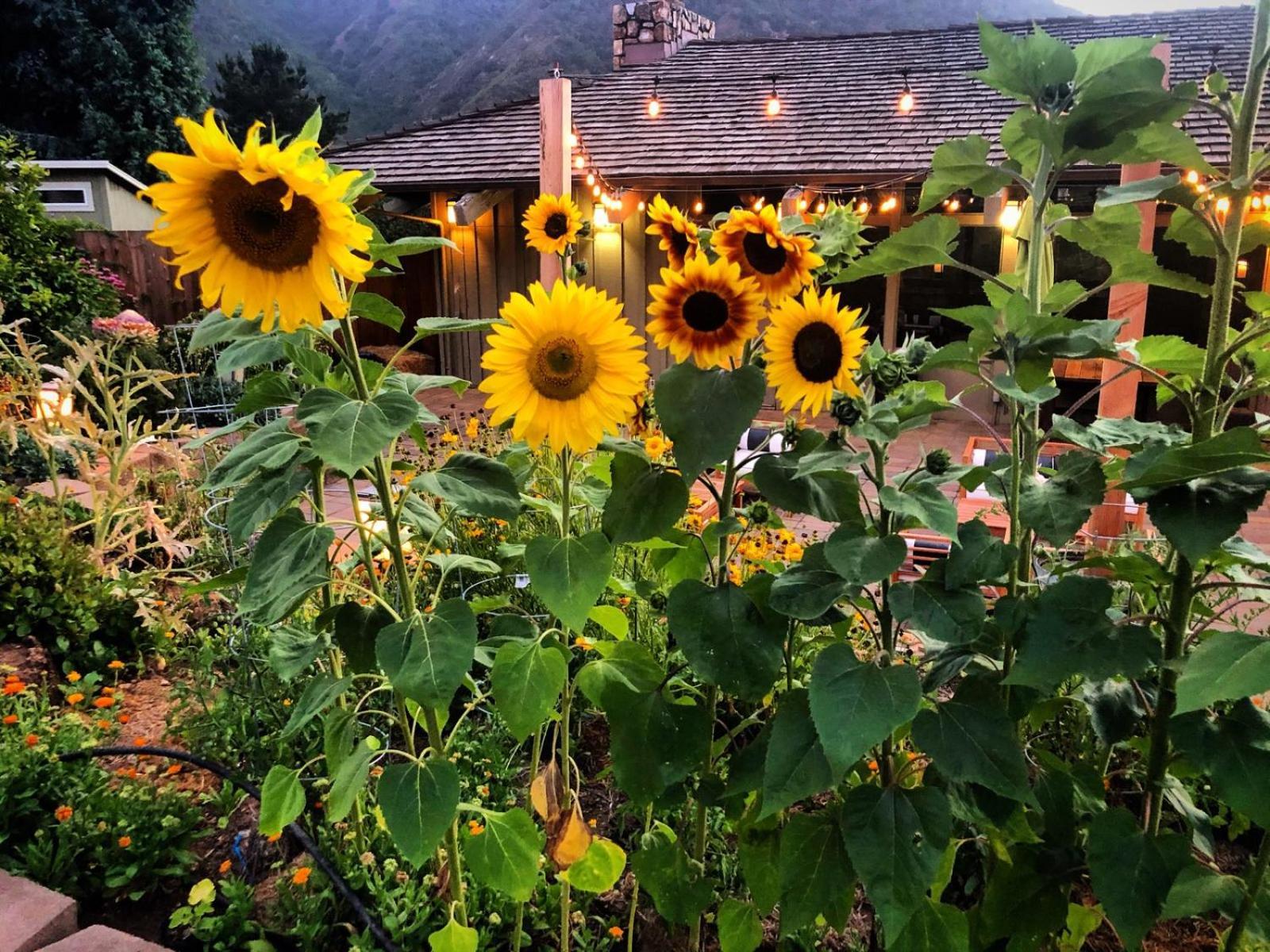 Carmel Valley Lodge Exterior foto